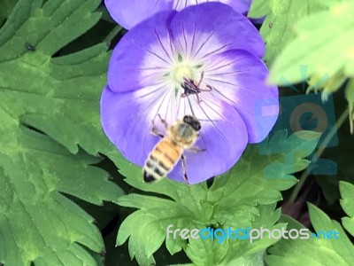 Nature And Flowers In The Park Stock Photo