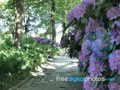 Nature And Flowers In The Park Stock Photo