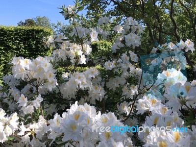 Nature And Flowers In The Park Stock Photo