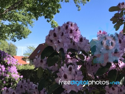 Nature And Flowers In The Park Stock Photo