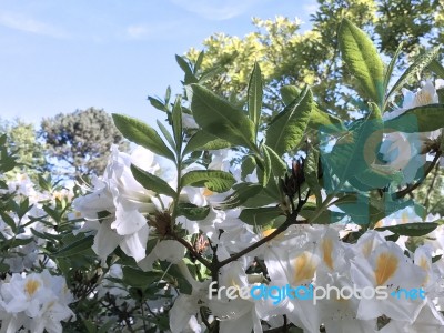 Nature And Flowers In The Park Stock Photo