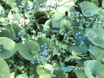 Nature And Flowers In The Park Stock Photo