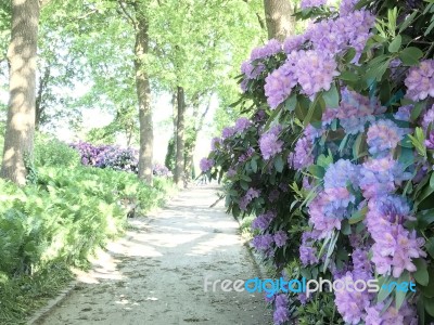 Nature And Flowers In The Park Stock Photo