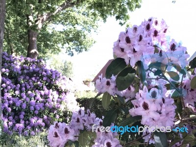 Nature And Flowers In The Park Stock Photo