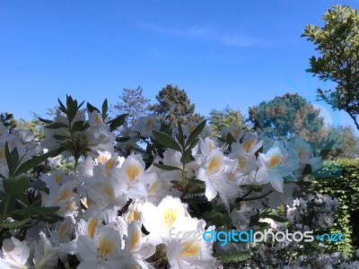 Nature And Flowers In The Park Stock Photo