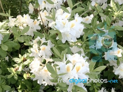 Nature And Flowers In The Park Stock Photo