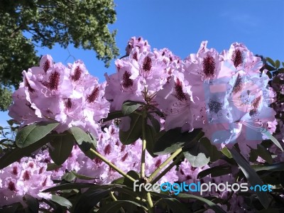 Nature And Flowers In The Park Stock Photo