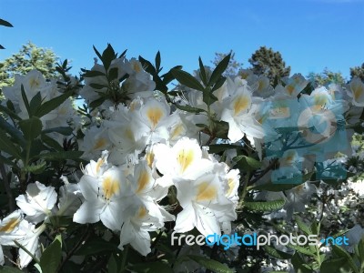 Nature And Flowers In The Park Stock Photo