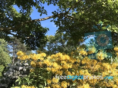 Nature And Flowers In The Park Stock Photo