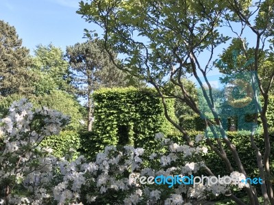 Nature And Flowers In The Park Stock Photo