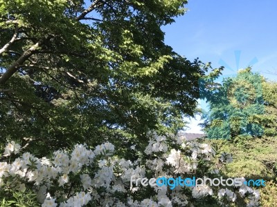 Nature And Flowers In The Park Stock Photo