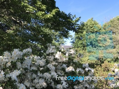 Nature And Flowers In The Park Stock Photo