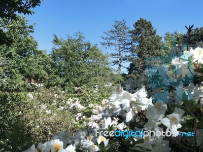 Nature And Flowers In The Park Stock Photo