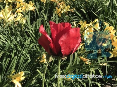 Nature And Flowers In The Park Stock Photo