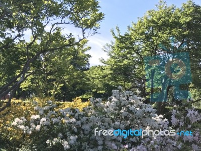 Nature And Flowers In The Park Stock Photo