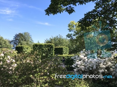 Nature And Flowers In The Park Stock Photo