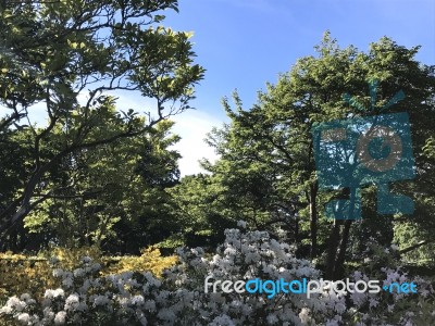 Nature And Flowers In The Park Stock Photo