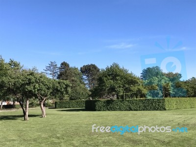 Nature And Flowers In The Park Stock Photo