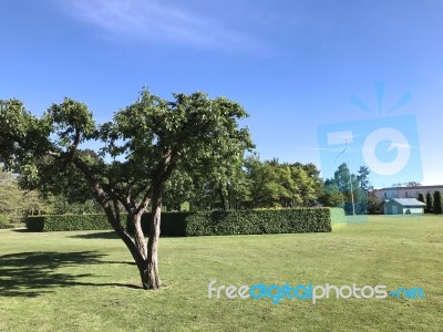 Nature And Flowers In The Park Stock Photo