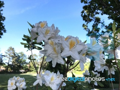 Nature And Flowers In The Park Stock Photo