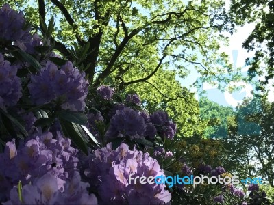 Nature And Flowers In The Park Stock Photo