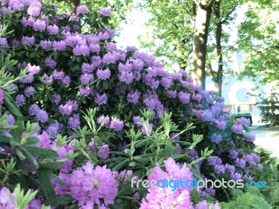 Nature And Flowers In The Park Stock Photo