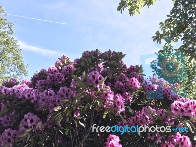 Nature And Flowers In The Park Stock Photo