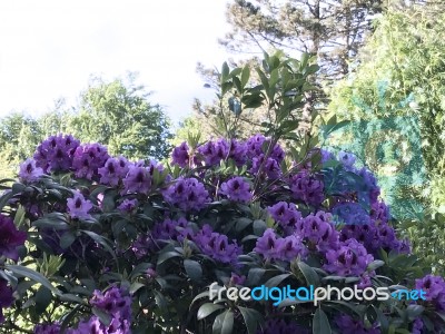 Nature And Flowers In The Park Stock Photo