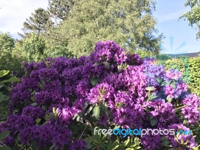 Nature And Flowers In The Park Stock Photo