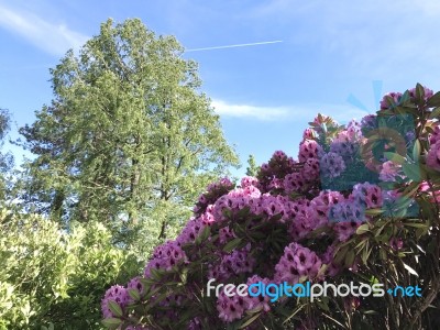 Nature And Flowers In The Park Stock Photo