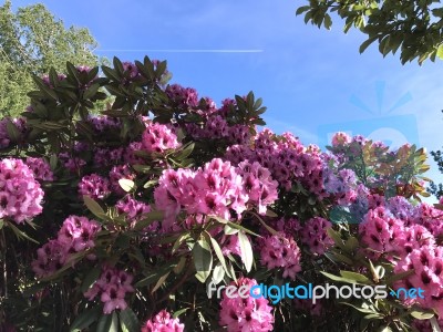 Nature And Flowers In The Park Stock Photo