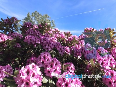 Nature And Flowers In The Park Stock Photo