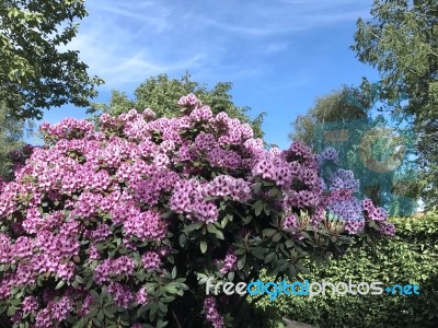 Nature And Flowers In The Park Stock Photo