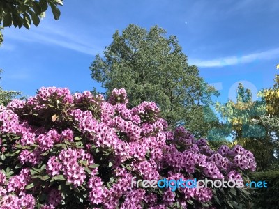 Nature And Flowers In The Park Stock Photo