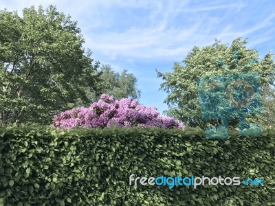 Nature And Flowers In The Park Stock Photo