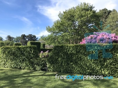 Nature And Flowers In The Park Stock Photo