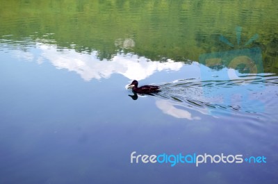 Nature Art In Lahovo Stock Photo