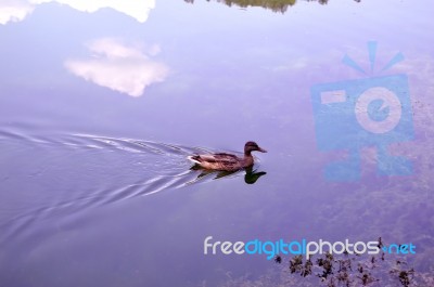 Nature Art In Lahovo Stock Photo