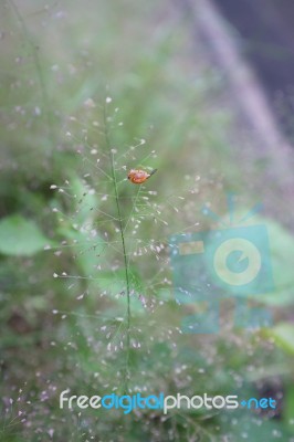 Nature Background With Grass Stock Photo