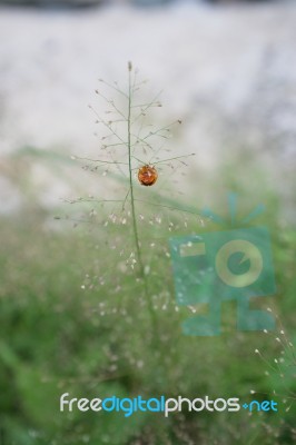 Nature Background With Grass Stock Photo