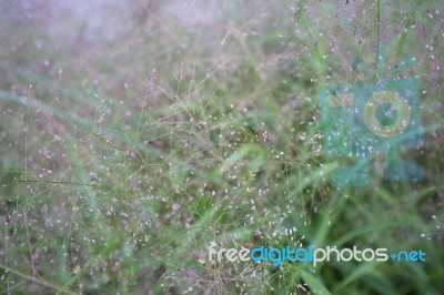 Nature Background With Grass Stock Photo