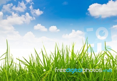 Nature Background With Grass Stock Photo