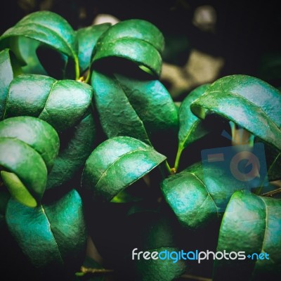 Nature Green Leaves Texture Background Stock Photo