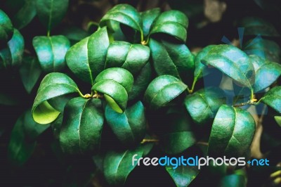 Nature Green Leaves Texture Background Stock Photo