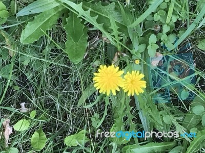 Nature In The Park Stock Photo