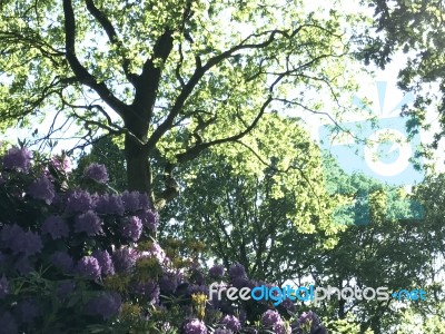 Nature In The Park Stock Photo