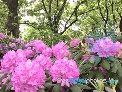 Nature In The Park Stock Photo