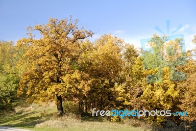 Nature in trees Stock Photo