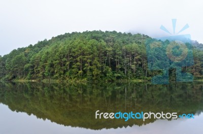 Nature Landscape At Dawn Of Lakes And Pine Forests Stock Photo