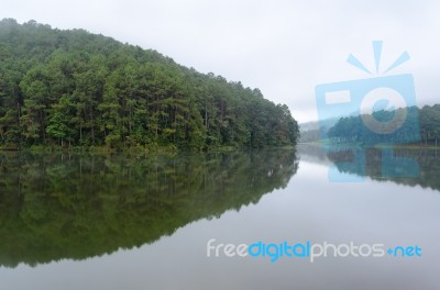 Nature Landscape At Dawn Of Lakes And Pine Forests Stock Photo